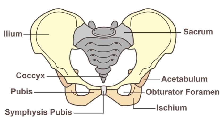 Understanding Pelvic Floor Dysfunction and IBS - The FODMAP Formula